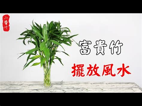 開運竹放哪裡|綠意盎然，福氣滿盈：富貴竹擺放秘訣